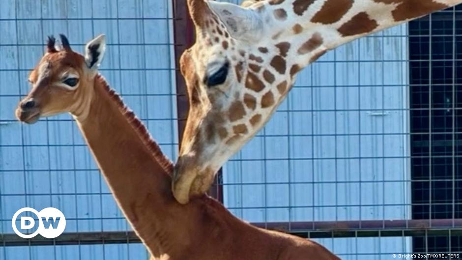 Nace una rara jirafa sin manchas en un zoológico de EE.UU.