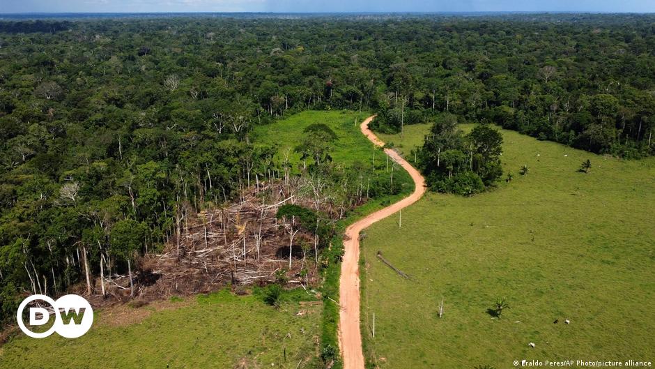 Amazonía: Brasil registra su nivel más bajo en cinco años en deforestación