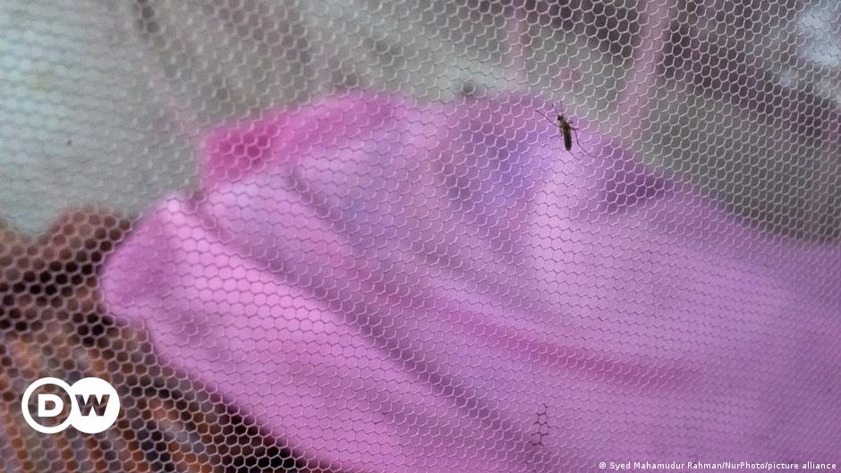 África: la OMS declara Cabo Verde libre de malaria