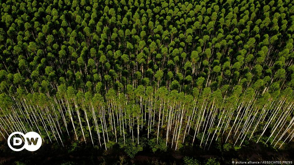 DW's Astrid Prange de Oliveira