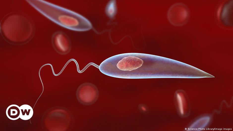 India a punto de eliminar la 'fiebre negra' kala-azar