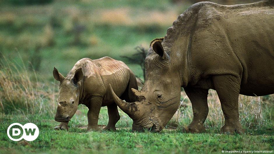 Sudáfrica registra un marcado aumento de la caza furtiva de rinocerontes
