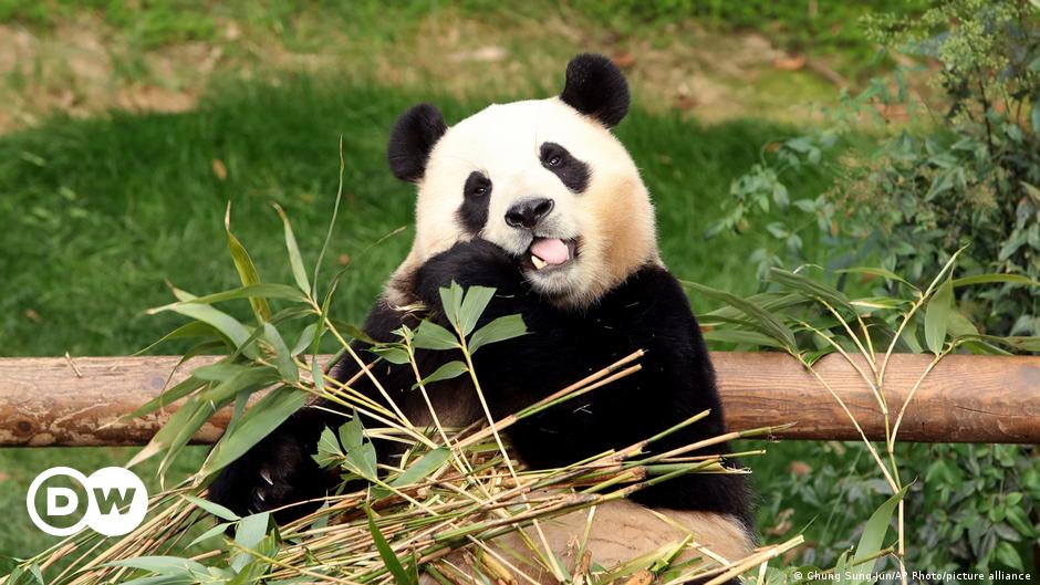 Adiós Fu Bao: Corea del Sur se despide del panda gigante