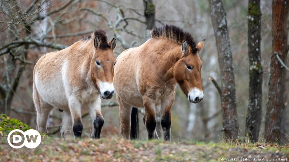 Kazajstán: los caballos salvajes serán reintroducidos en los zoológicos europeos