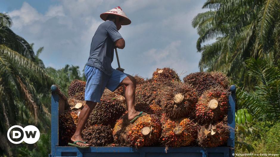 Prohibición del aceite de palma en la UE: Malasia e Indonesia buscan justicia comercial
