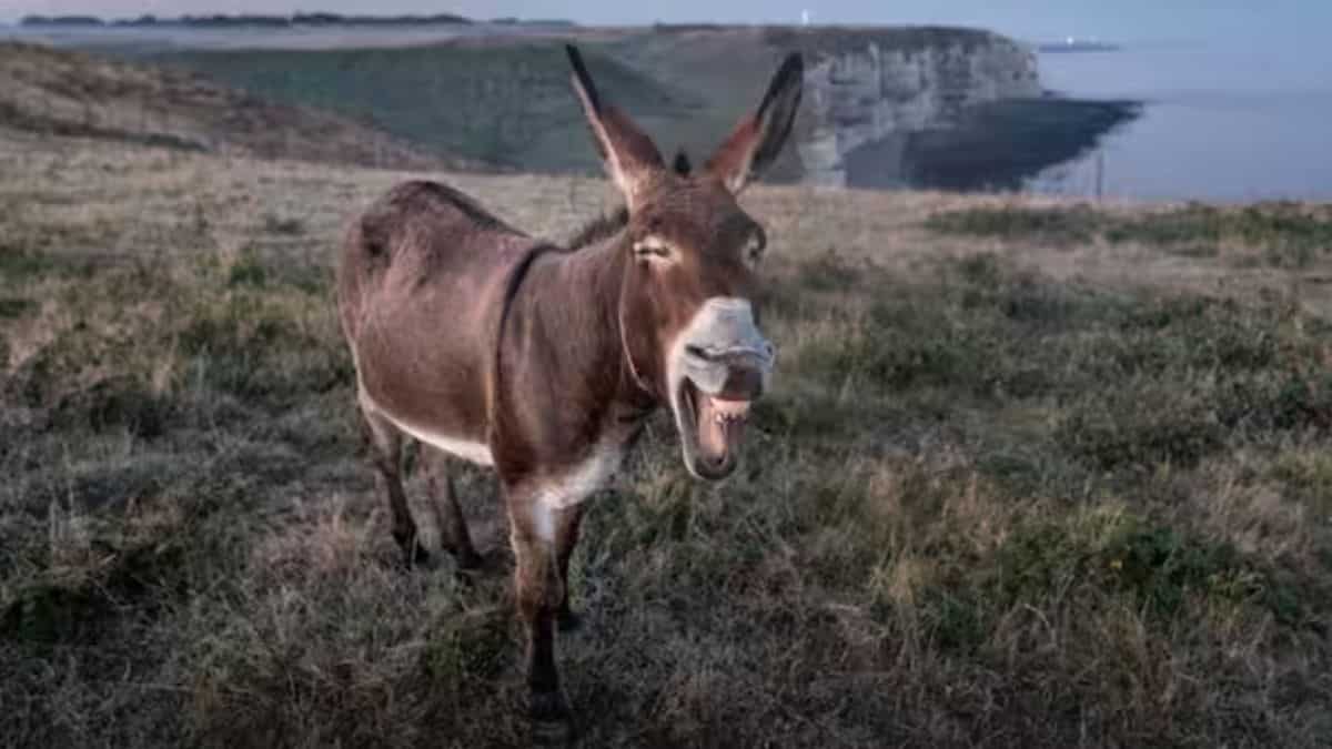 Pakistán es testigo de un fuerte aumento en la población de burros durante el año fiscal 2023-24, según muestra el Estudio Económico