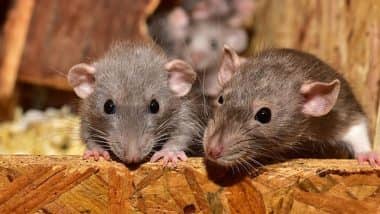 Pakistán desplegará gatos cazadores para abordar el problema de las ratas en el parlamento; asigna presupuesto