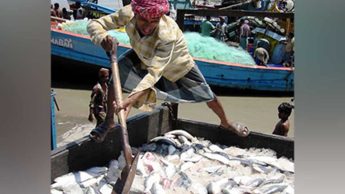 Bangladesh revoca la prohibición de exportación de hilsa y enviará 3.000 toneladas de pescado a la India para Durga Puja