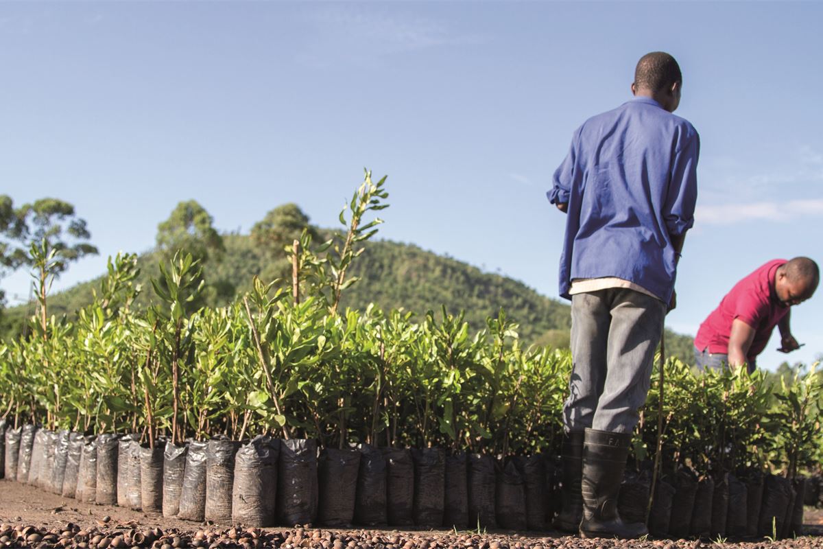 Un sabor de éxito: la Asociación Europea de Snacks y la industria de los bocadillos salados