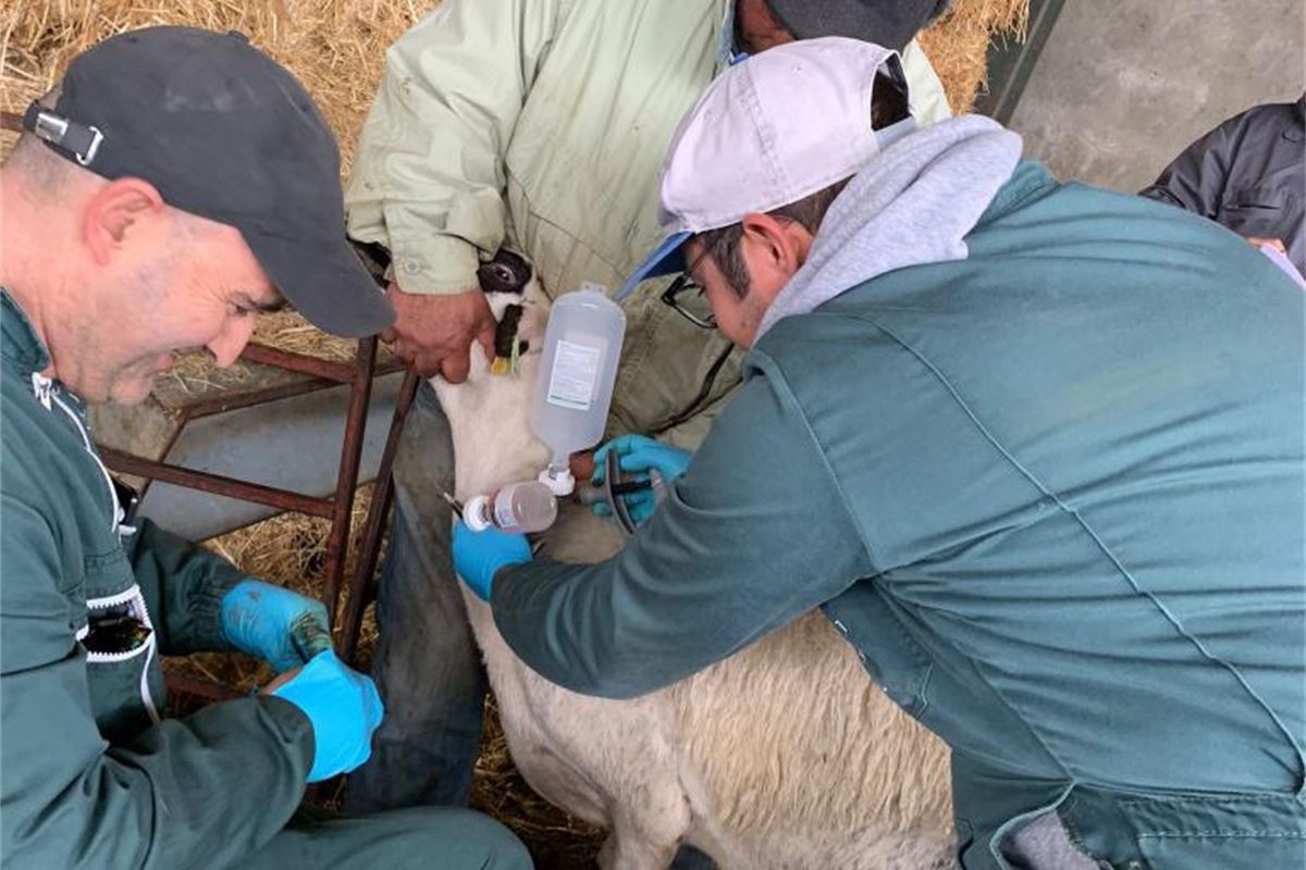 Integrar la salud de los animales en la preparación de la pandemia y la planificación de la prevención