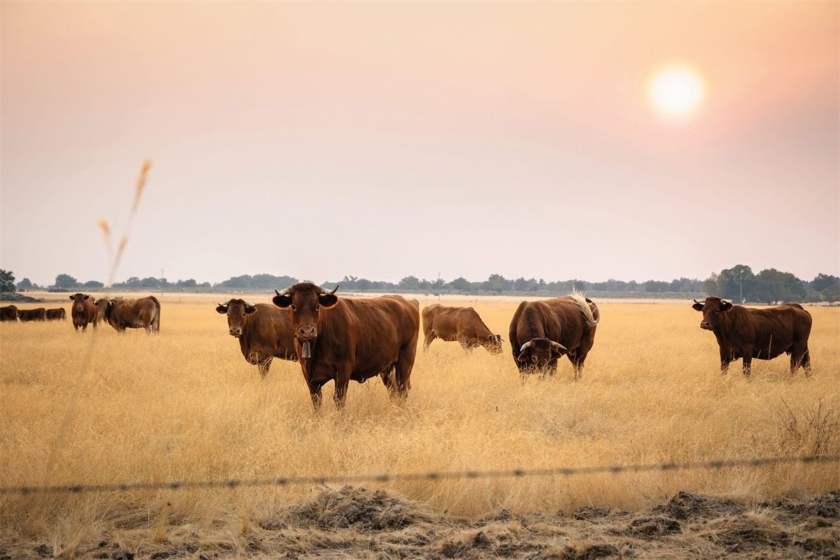 La política agrícola de Europa se enfrenta a la ambición verde contra la realidad presupuestaria