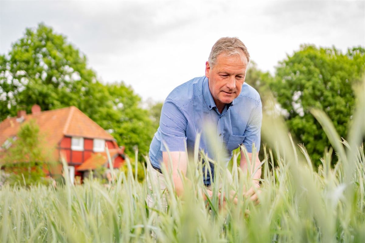 Rye híbrido: desbloqueando todo el potencial de la agricultura sostenible