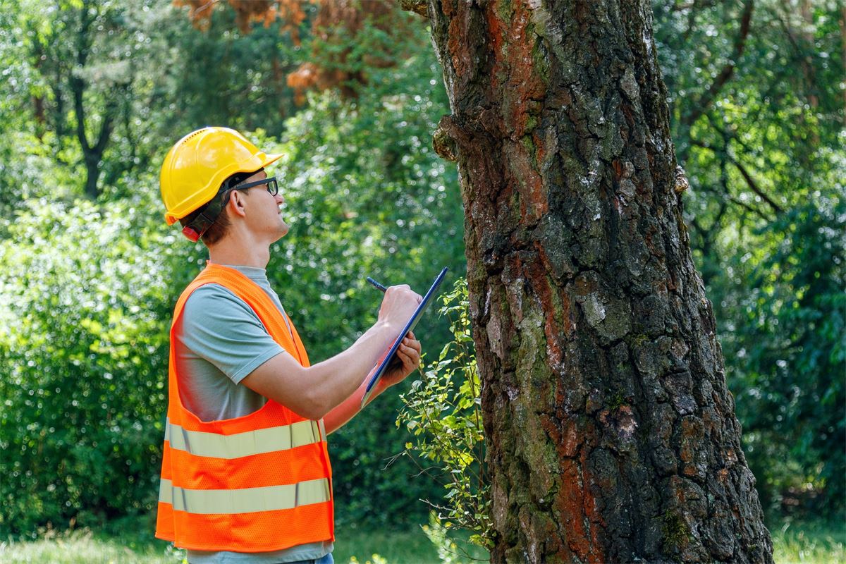 La bioeconomía europea basada en los bosques necesita una voz creíble. #GreenSource lo está construyendo