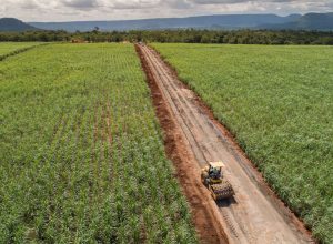 De la ambición biotecnológica al logro climático: por qué los bioplásticos son importantes ahora