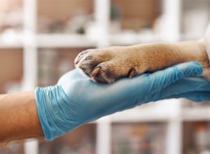 Europa reacciona ante los brotes de enfermedades animales. deberia estar previniendolos