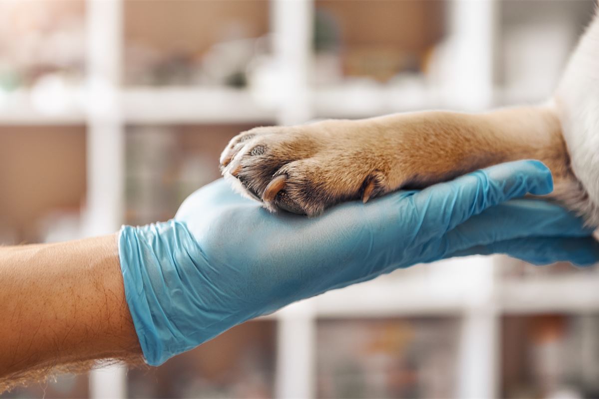 Europa reacciona ante los brotes de enfermedades animales. deberia estar previniendolos