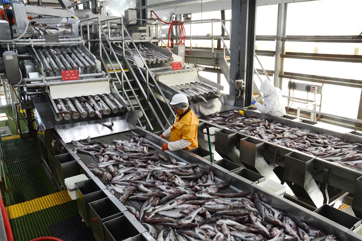 ¿Por qué el pescado ruso sigue escapando de la red de sanciones?