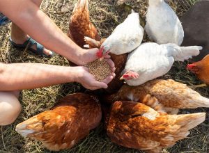 Cómo la estrategia de la UE sobre ganadería podría remodelar la alimentación animal en Europa