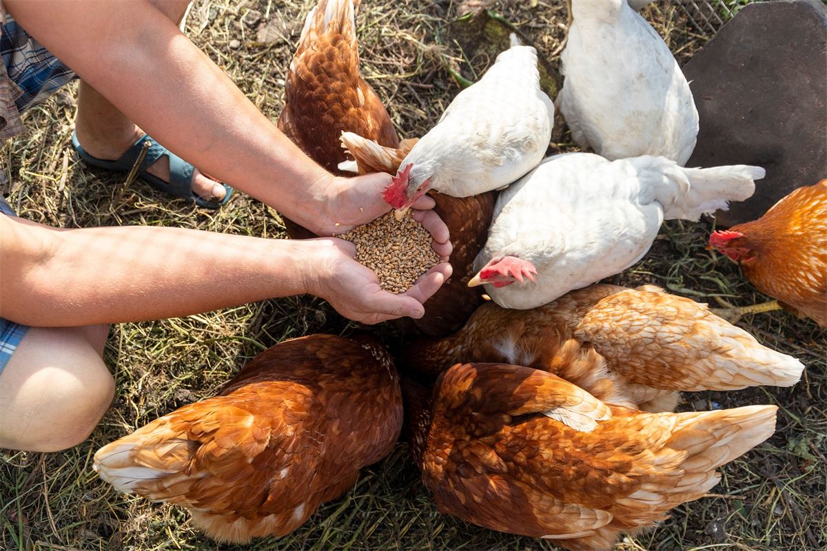 Cómo la estrategia de la UE sobre ganadería podría remodelar la alimentación animal en Europa