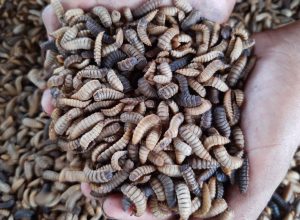 Bruselas acaba de dar al cultivo de insectos un fuerte respaldo político en agricultura y pesca