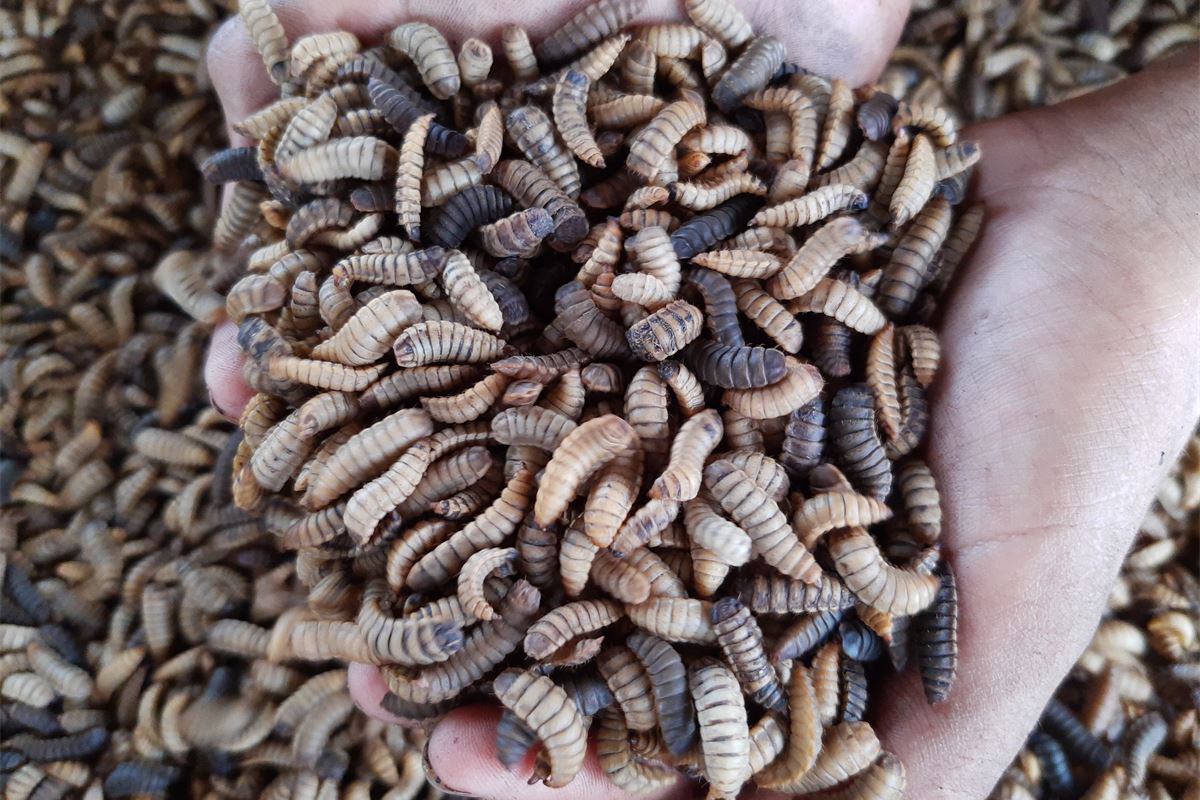 Bruselas acaba de dar al cultivo de insectos un fuerte respaldo político en agricultura y pesca