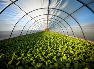 Para liderar la agricultura, Europa debe desbloquear la innovación más rápidamente