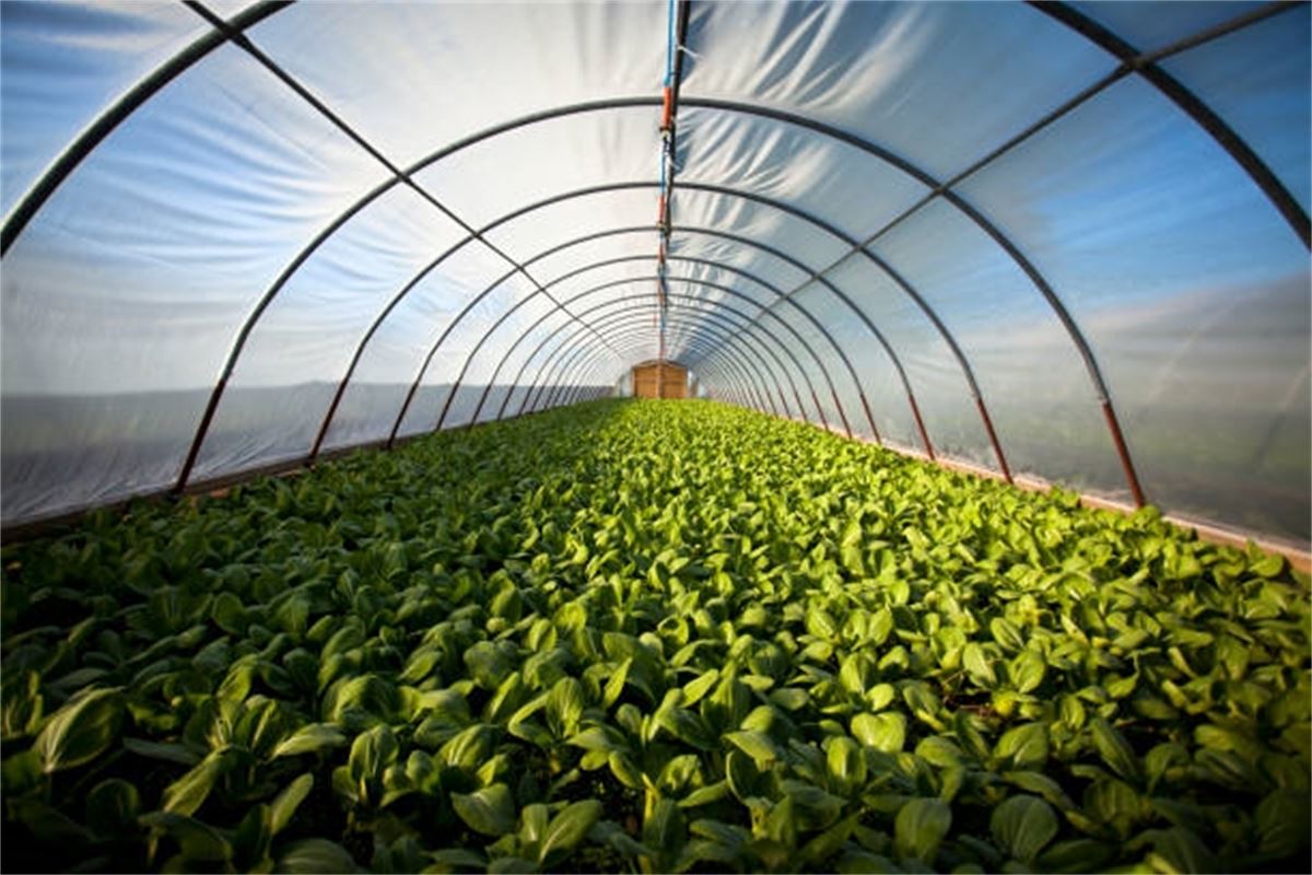 Para liderar la agricultura, Europa debe desbloquear la innovación más rápidamente